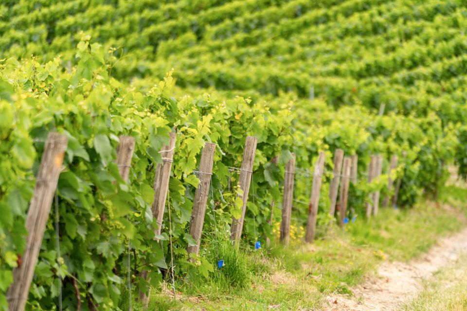 From Paris: Day Trip to Champagne with 8 Tastings & Lunch - The 8 Tastings: How to Taste Like You Mean It