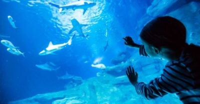 Paris: Aquarium de Paris Entrance Ticket - What you’ll see: sharks, jellyfish, koi, and the big tank walk