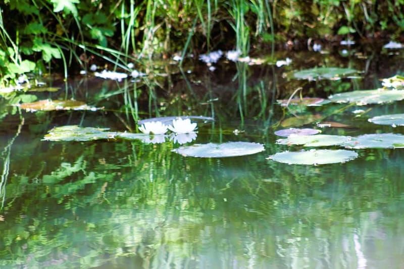Paris: Giverny Gardens Day Trip with Professional Tour Guide - Who this trip is best for