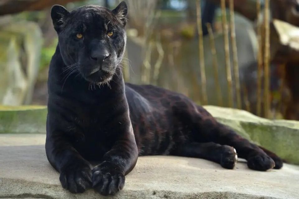 Paris: Paris Zoological Park Entrance Ticket - Key things that make this zoo ticket worth your time